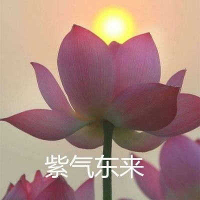 迷城物语bt果盘版下载